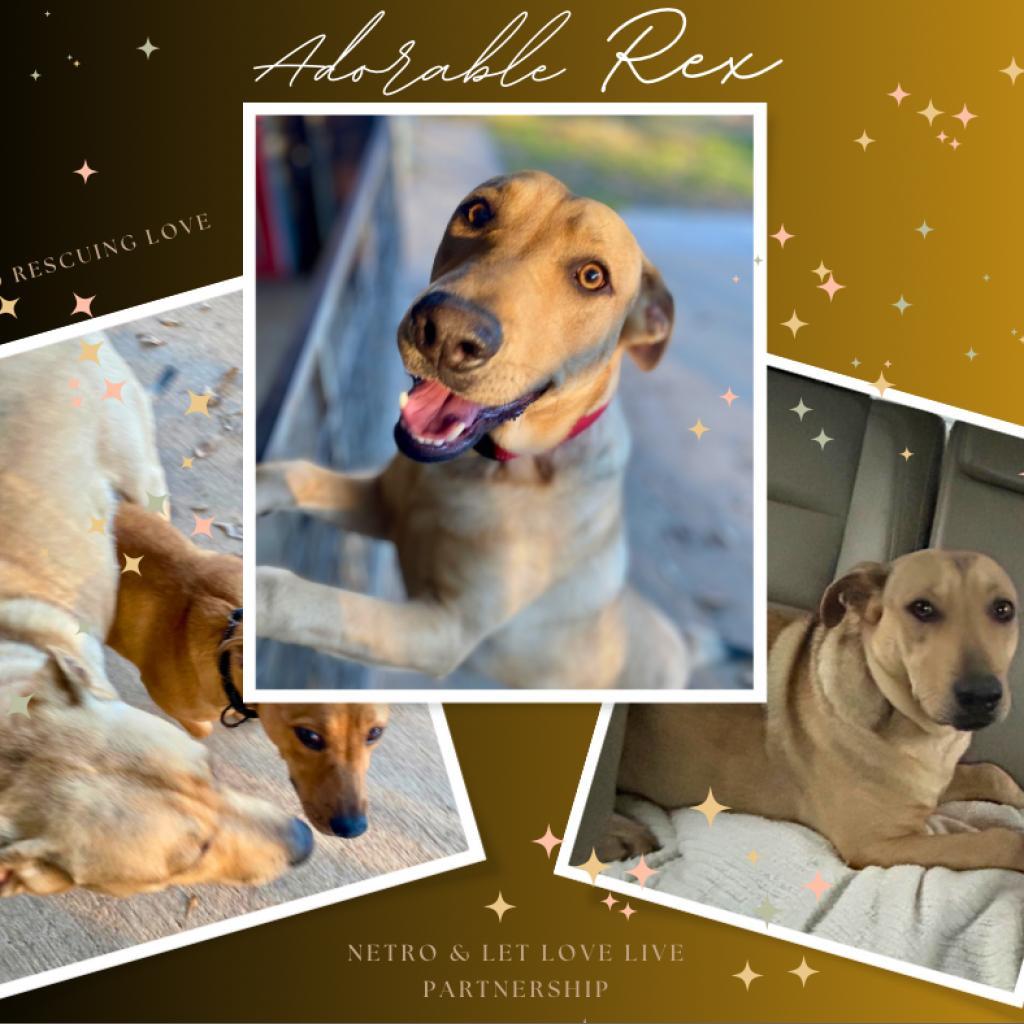 Rex, an adoptable Hound in Bloomington, MN, 55431 | Photo Image 4