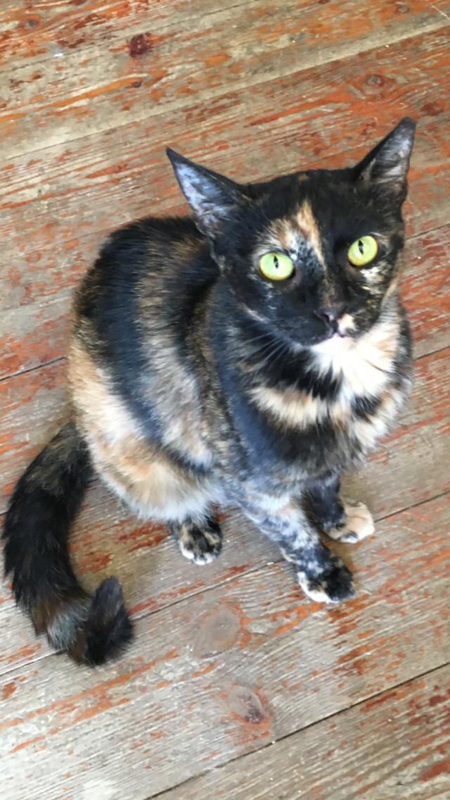 Kitty