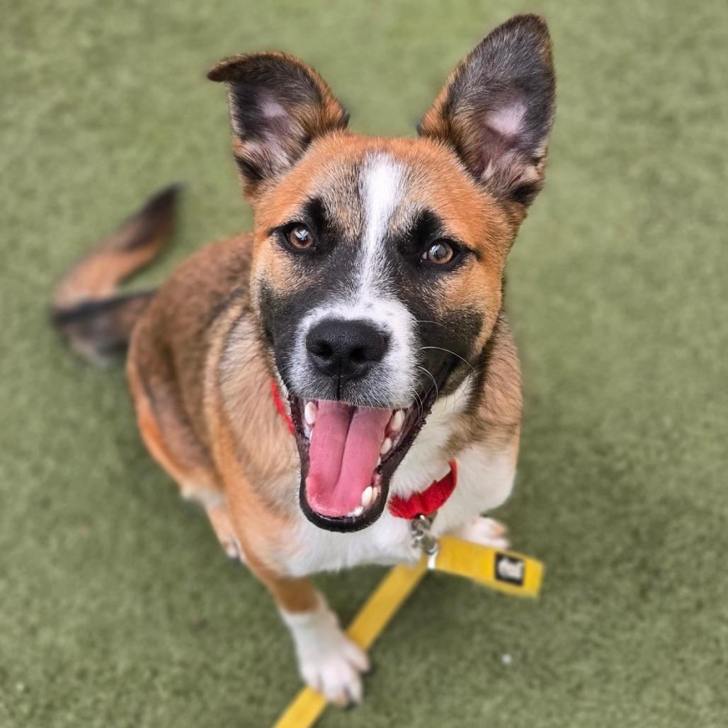 Carlito, Adoptable, Young Male Shepherd & Husky.