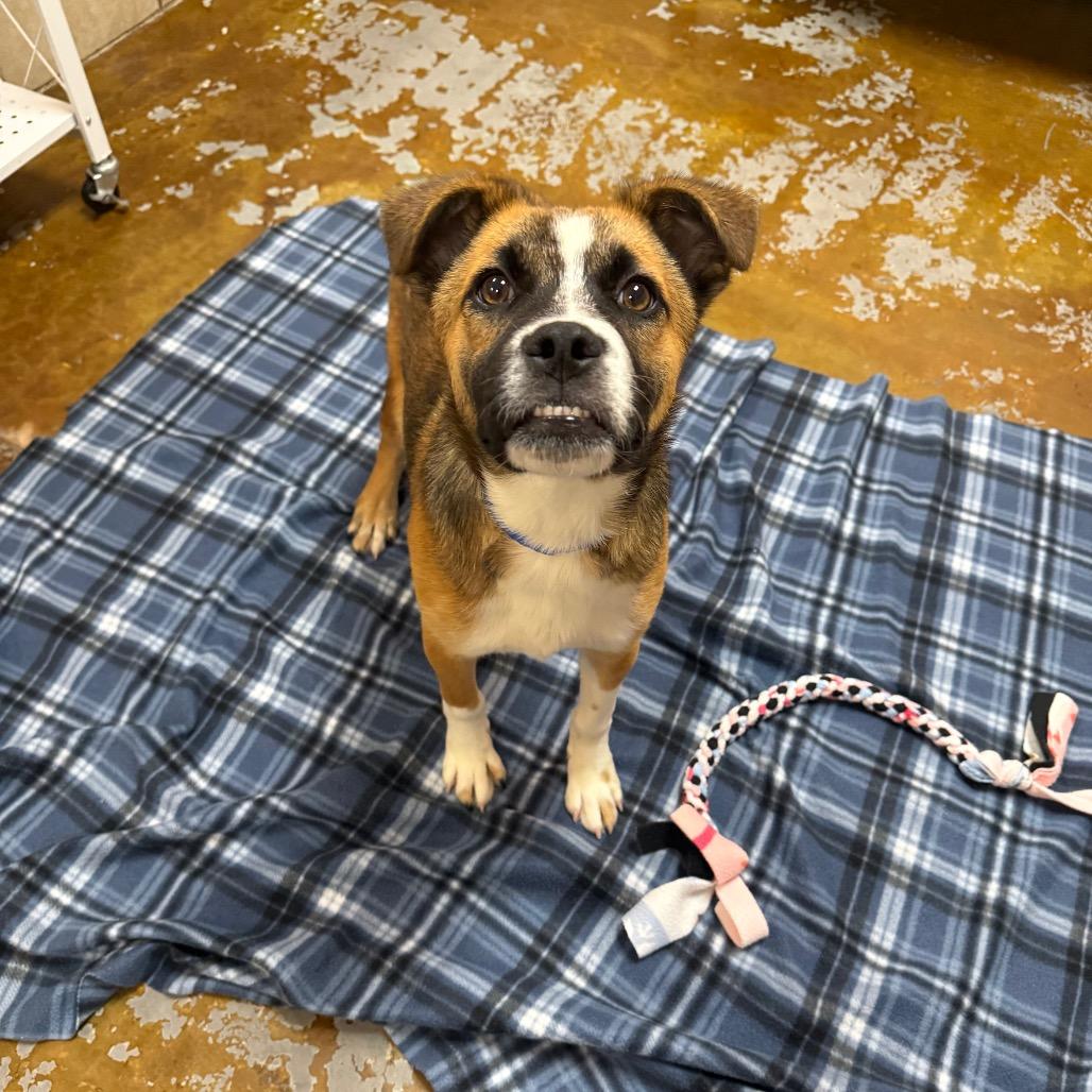Enlarge Carlito, a Adoptable mixed breed in Albuquerque, NM image 2/6