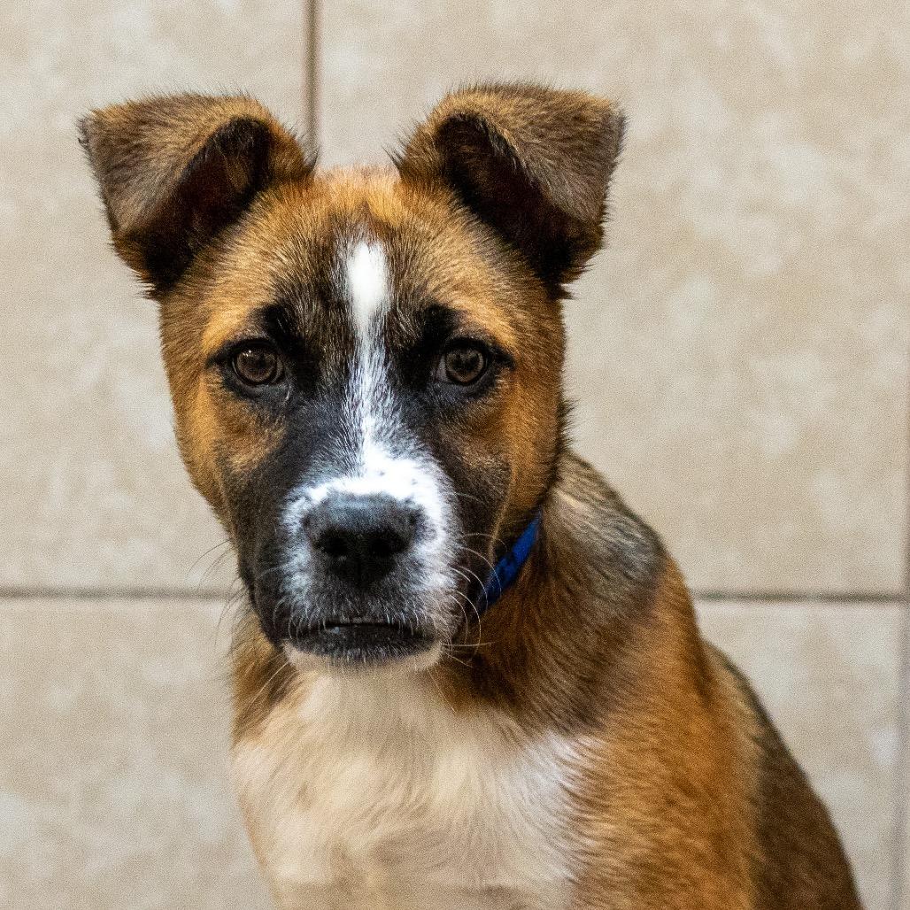 Enlarge Carlito, a Adoptable mixed breed in Albuquerque, NM image 3/6