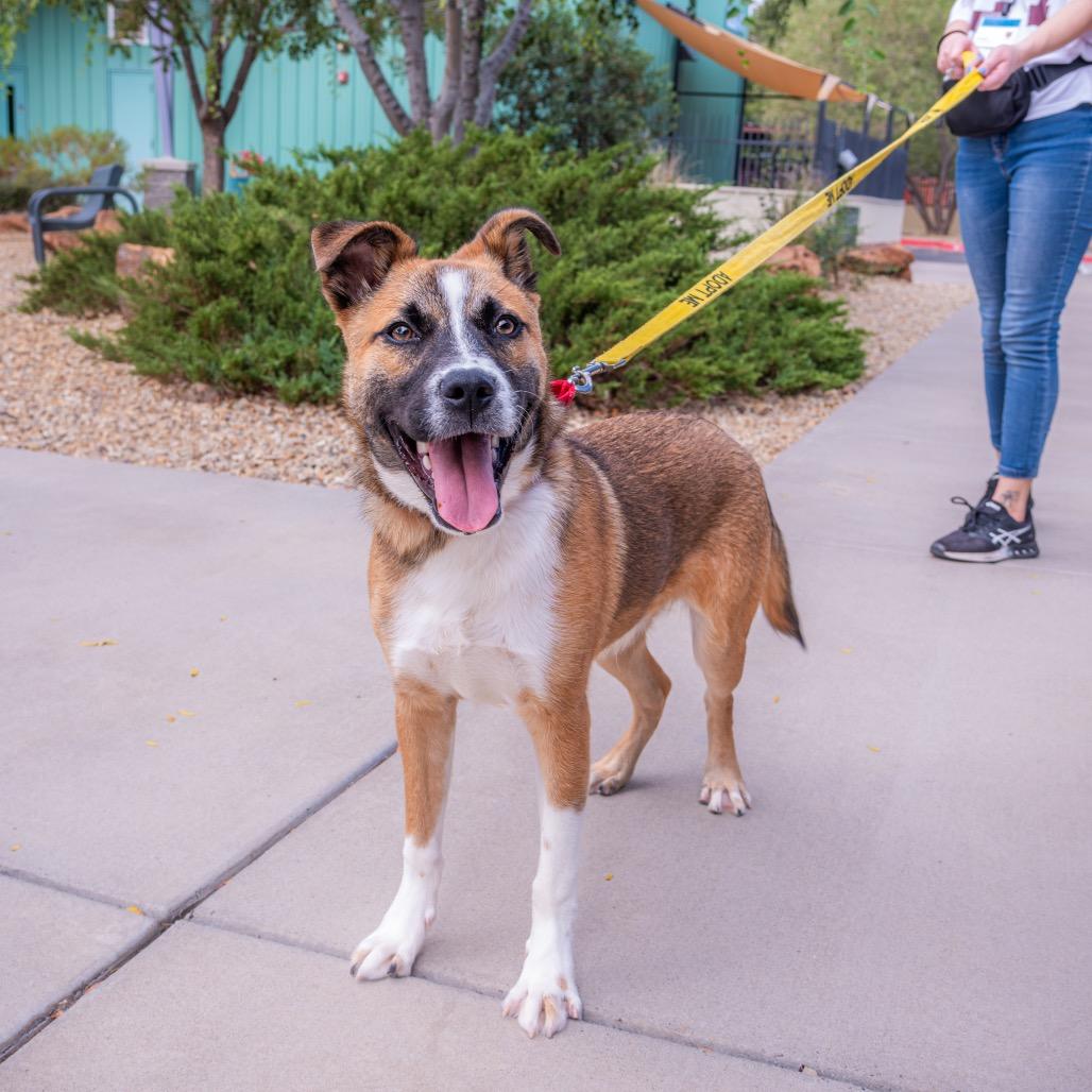 Enlarge Carlito, a Adoptable mixed breed in Albuquerque, NM image 3/6