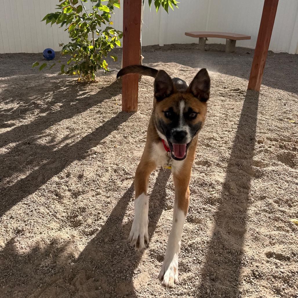 Enlarge Carlito, a Adoptable mixed breed in Albuquerque, NM image 4/6