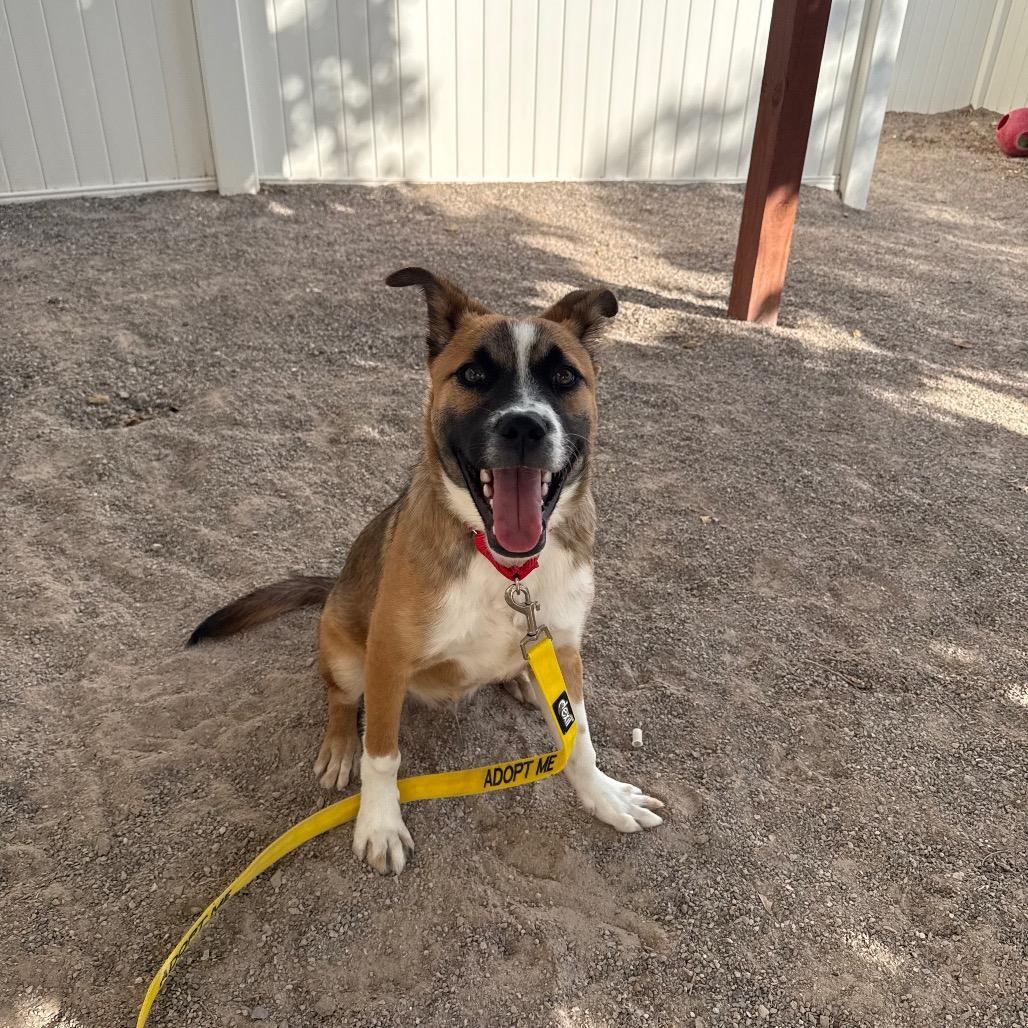 Enlarge Carlito, a Adoptable mixed breed in Albuquerque, NM image 5/6
