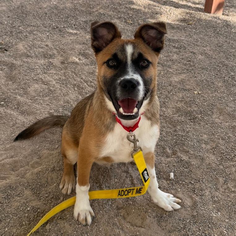 Enlarge Carlito, a Adoptable mixed breed in Albuquerque, NM image 6/6