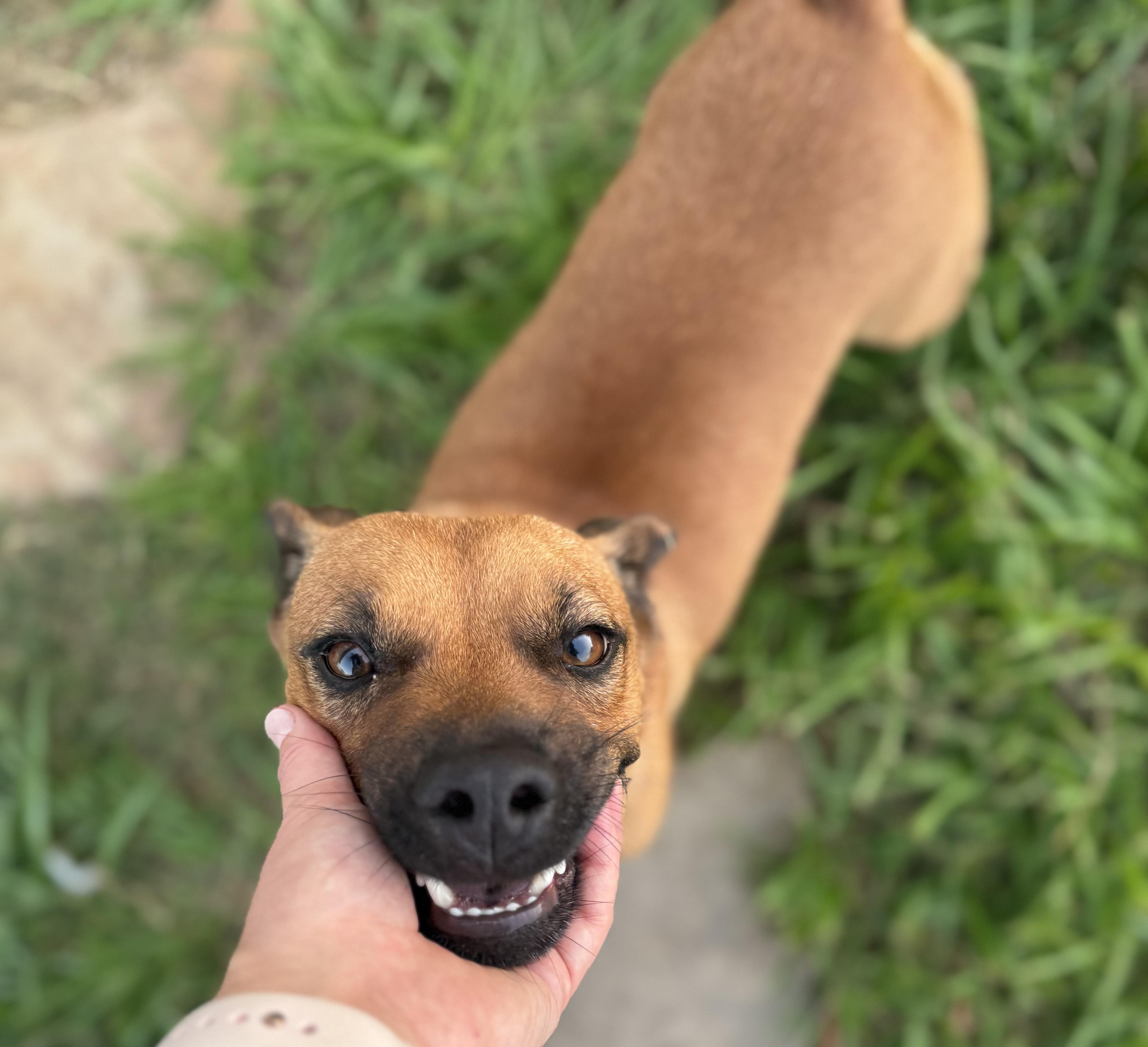 Jack, a Adoptable mixed breed in Maple Shade, NJ image 5/6