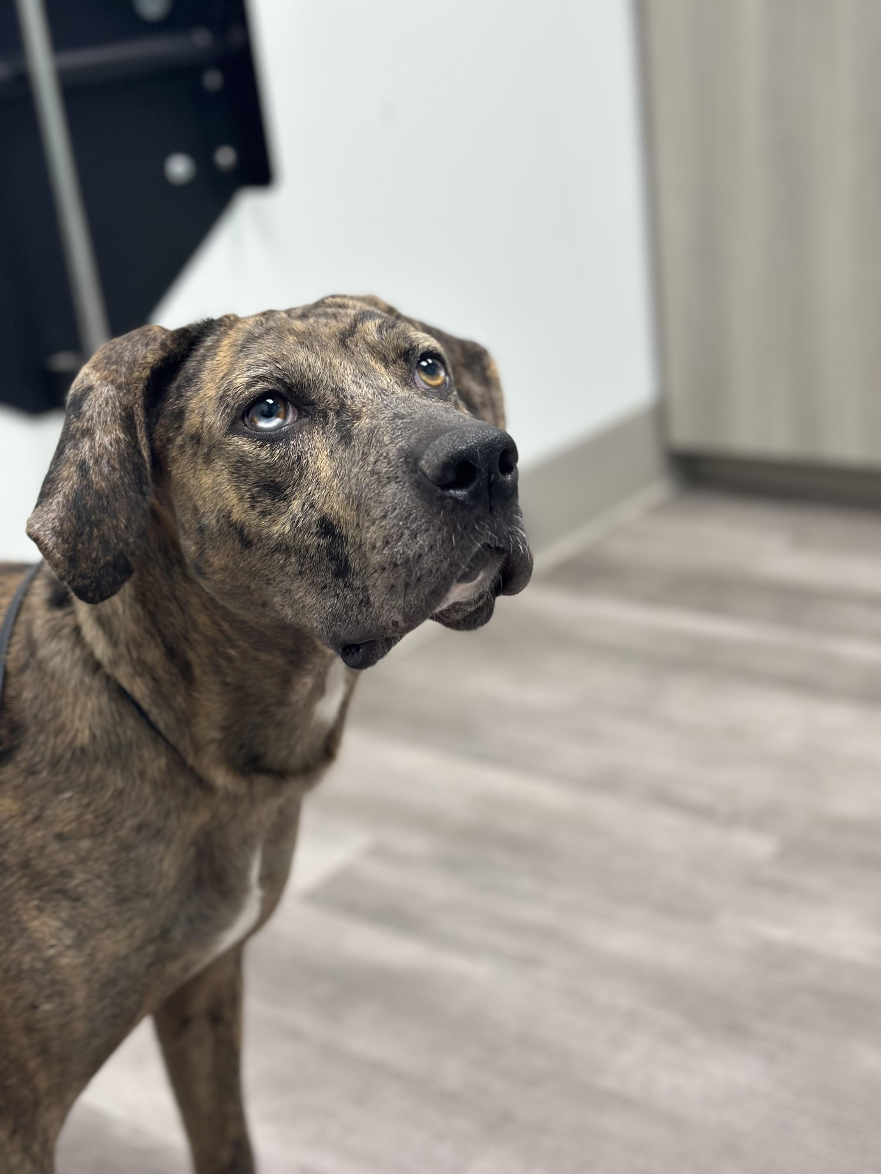 Merida, a Adoptable mixed breed in Suffield, CT image 1/3