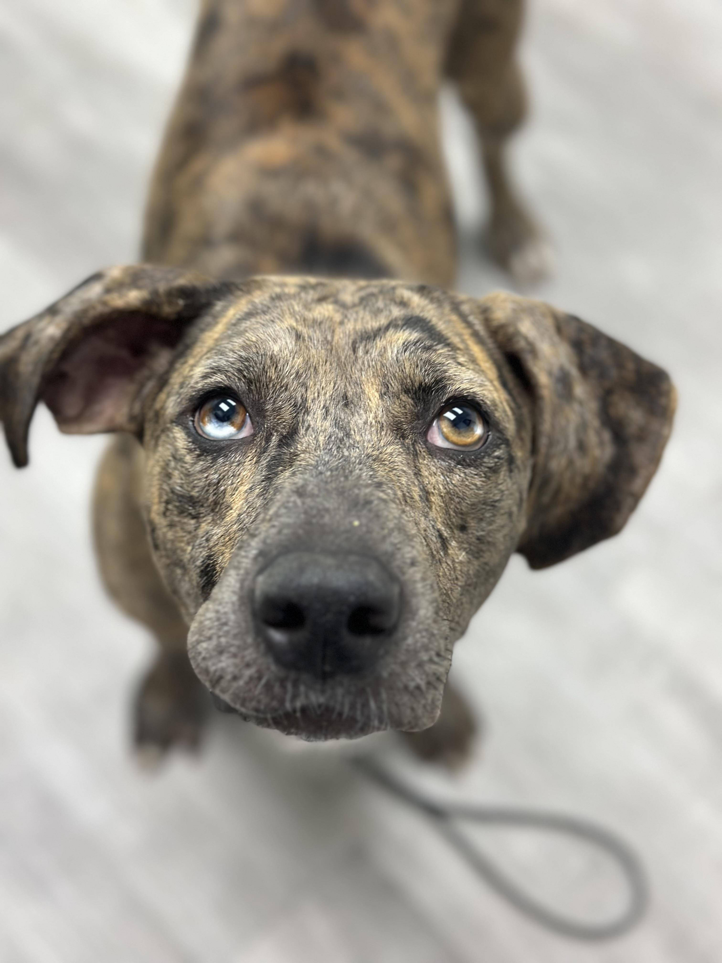 Merida, a Adoptable mixed breed in Suffield, CT image 2/3