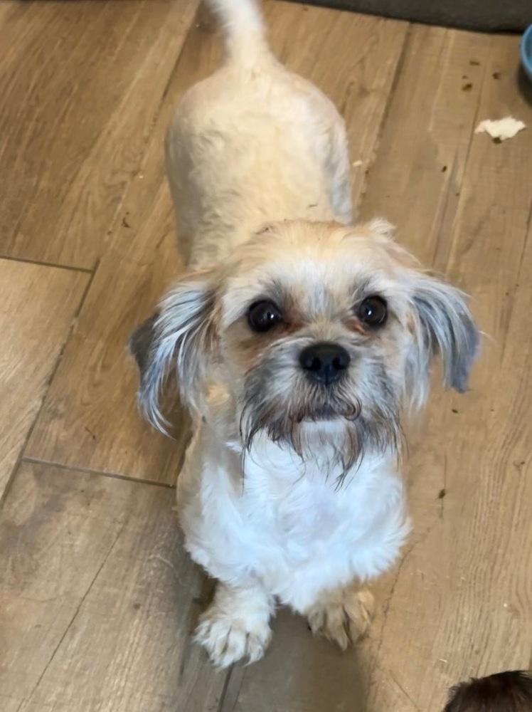 LUNA, Adoptable, Young Female Shih Tzu.