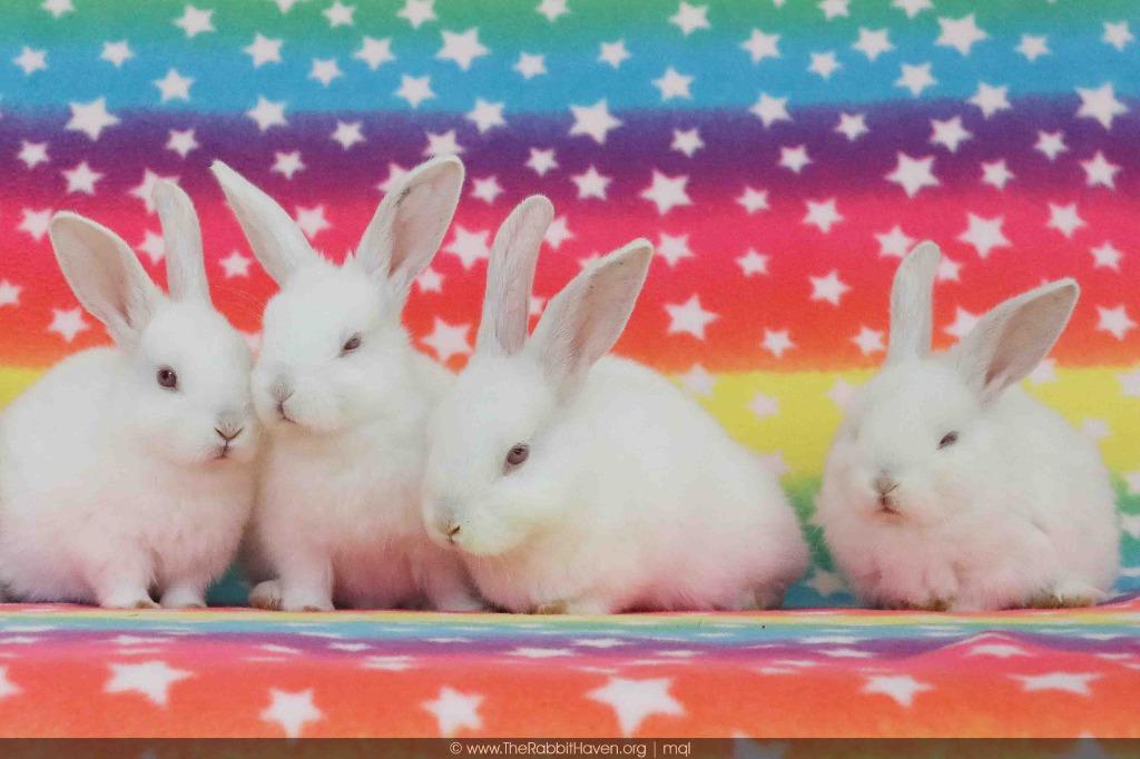 Enlarge Yori, a Adoptable New Zealand in Scotts Valley, CA image 4/4