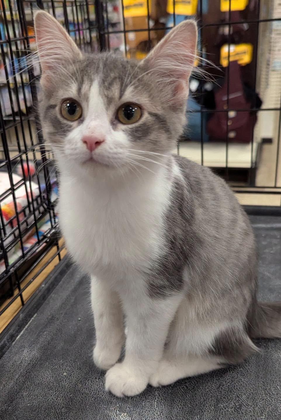 Shadow, Adoptable, Kitten Female Tabby & Domestic Medium Hair.