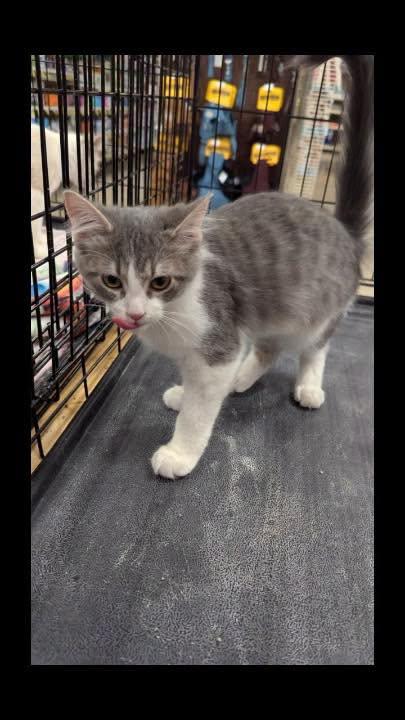 Enlarge Shadow, a Adoptable mixed breed in Noblesville, IN image 2/4