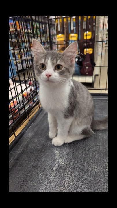 Enlarge Shadow, a Adoptable mixed breed in Noblesville, IN image 3/4