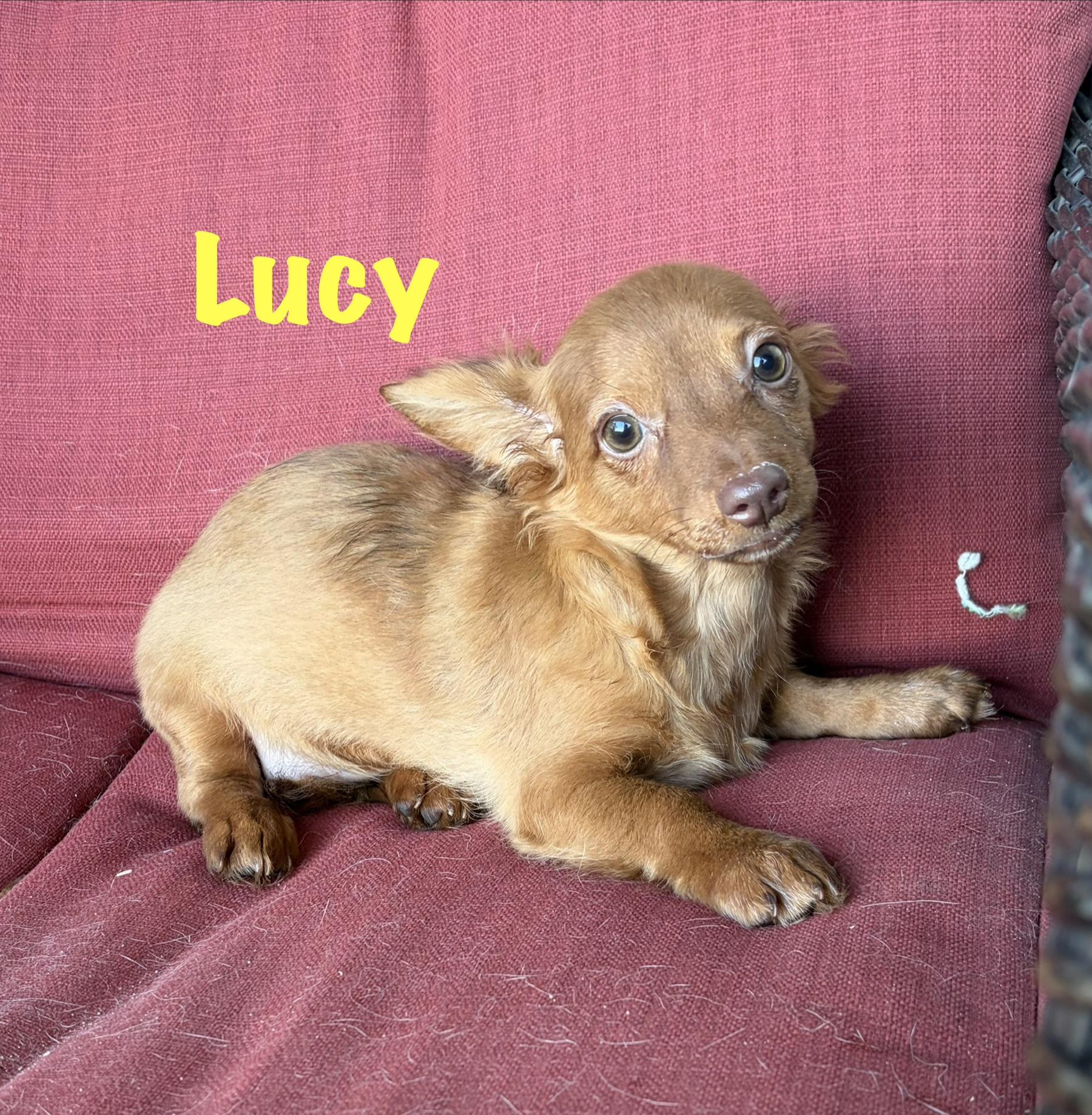 Lucy * MN