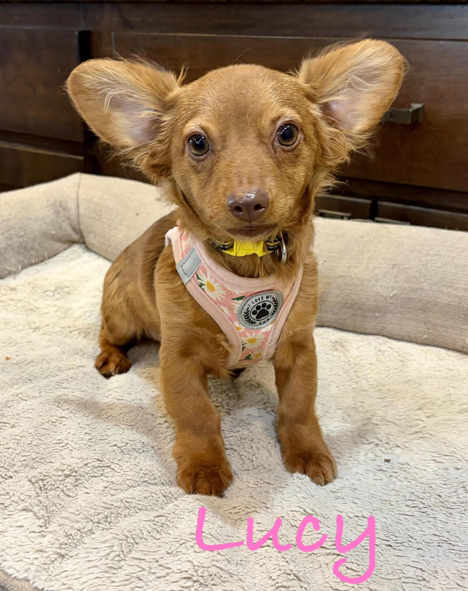 Lucy * MN