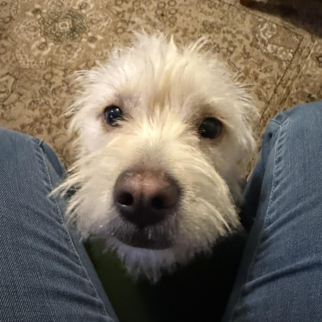 Jenny, a Adoptable Terrier in Fresno, CA image 1/3