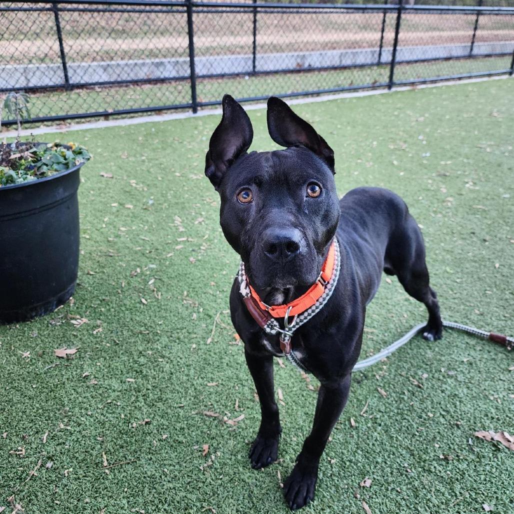 Rook, Adoptable, Adult Male Pit Bull Terrier & Mixed Breed.