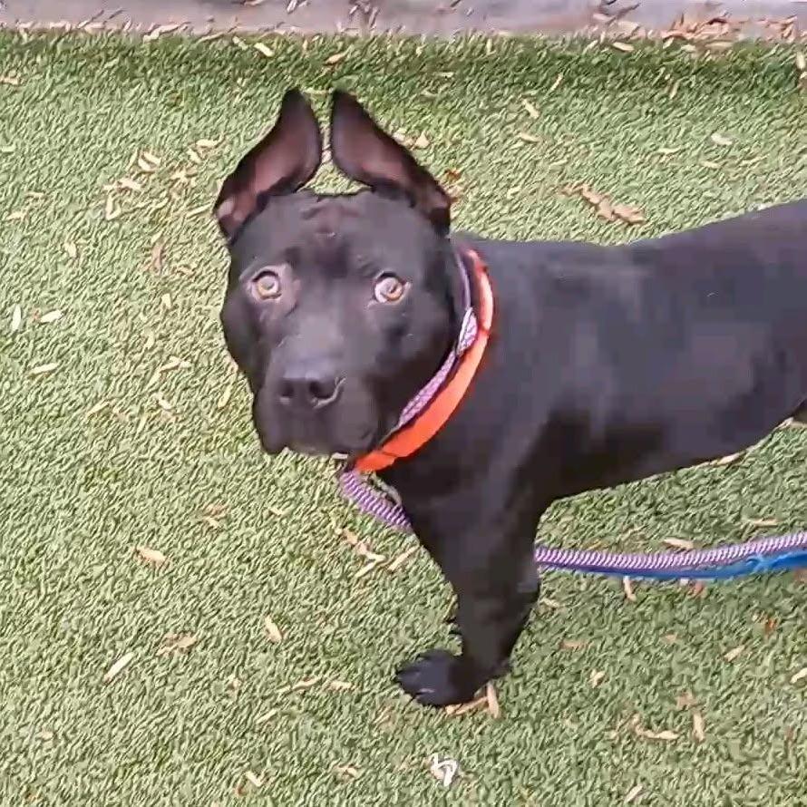Enlarge Rook, a Adoptable mixed breed in Greensboro, NC image 2/6