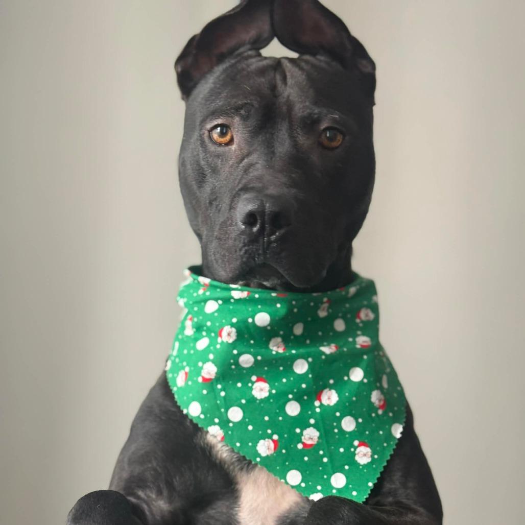 Enlarge Rook, a Adoptable mixed breed in Greensboro, NC image 3/6