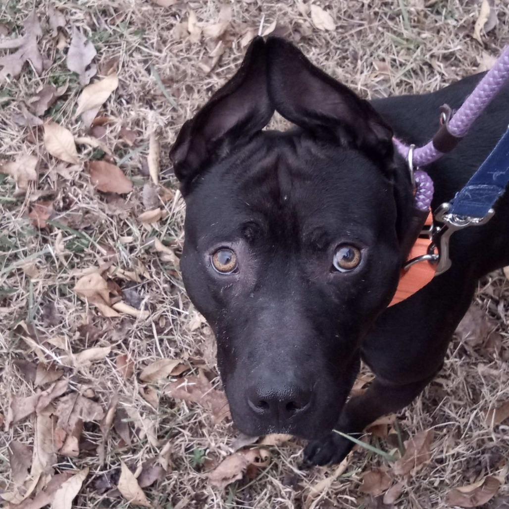 Enlarge Rook, a Adoptable mixed breed in Greensboro, NC image 4/6
