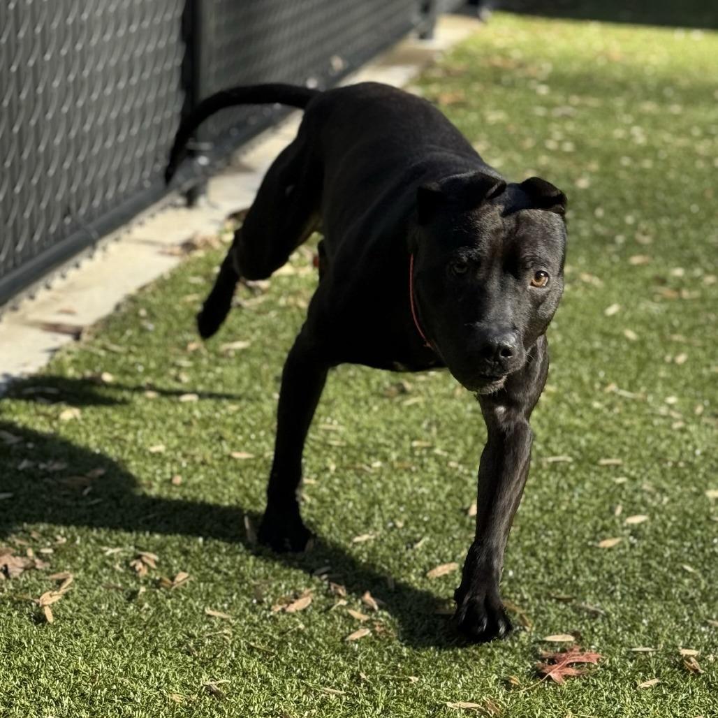 Enlarge Rook, a Adoptable mixed breed in Greensboro, NC image 5/6