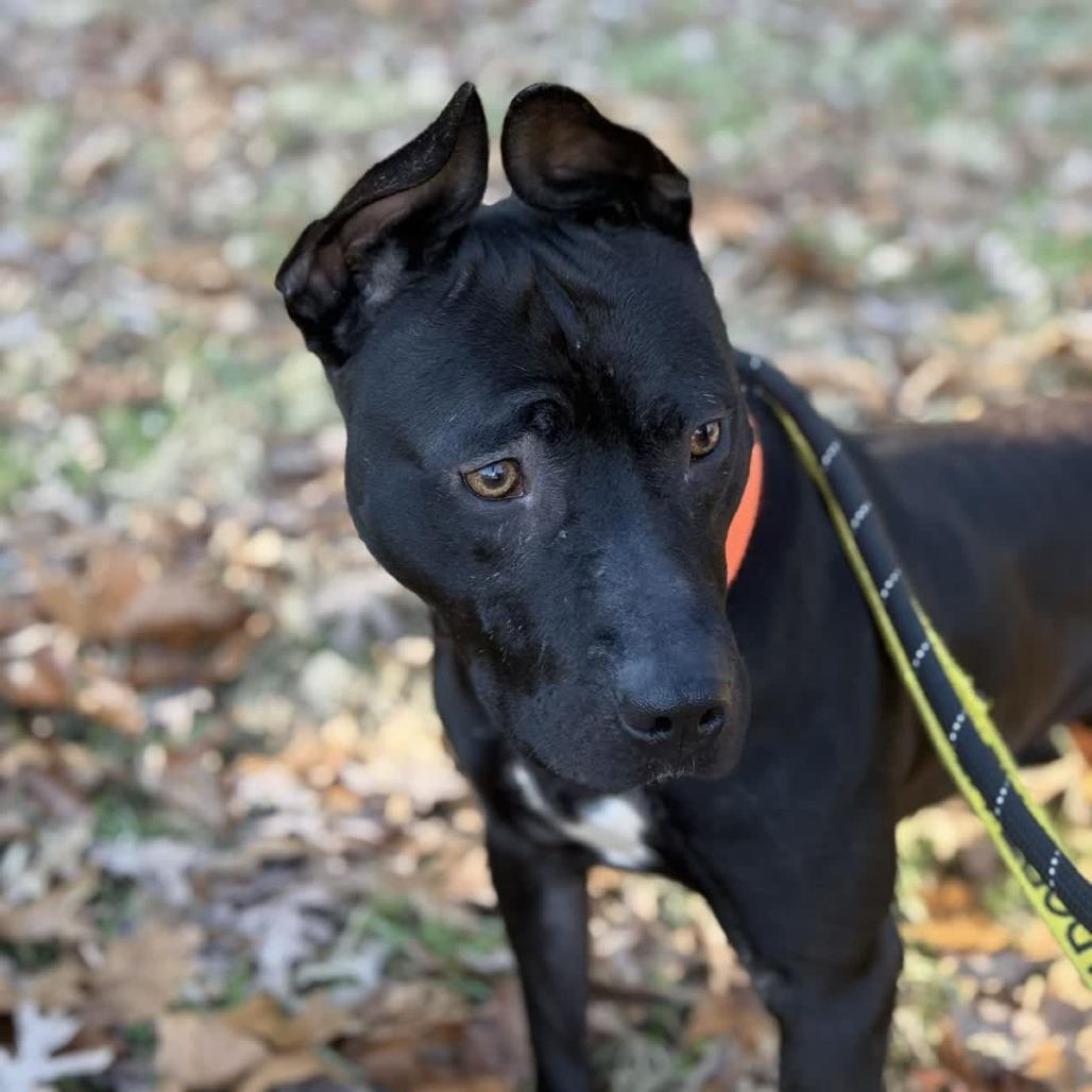 Enlarge Rook, a Adoptable mixed breed in Greensboro, NC image 6/6