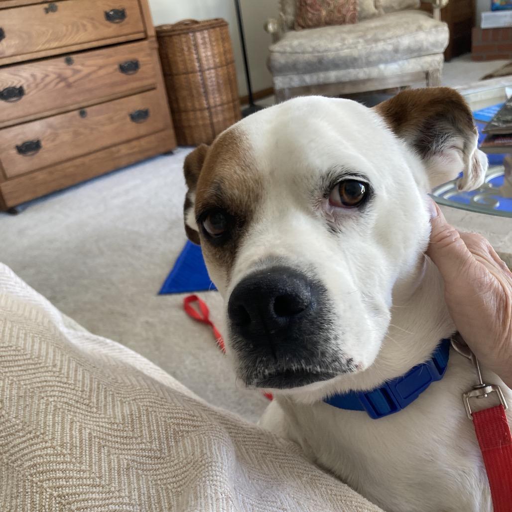 Enlarge Shiloh, a Adoptable mixed breed in Melbourne, KY image 1/1