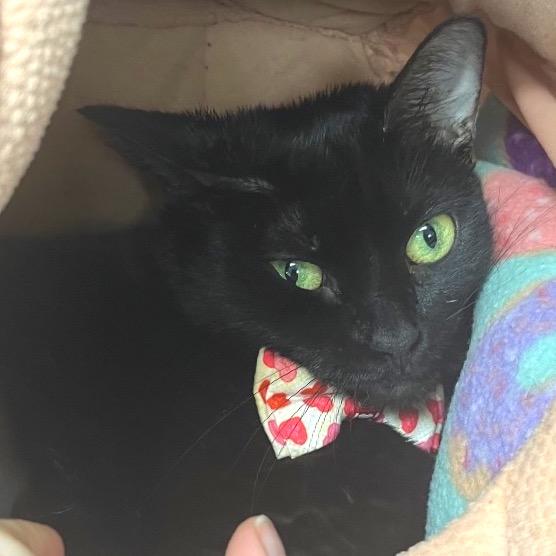 Maci May, Adoptable, Adult Female Domestic Short Hair.