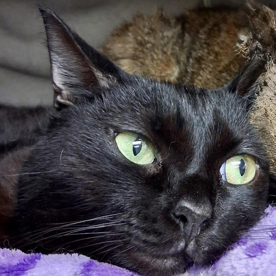 Enlarge Maci May, a Adoptable Domestic Short Hair in Lakeland, FL image 2/3