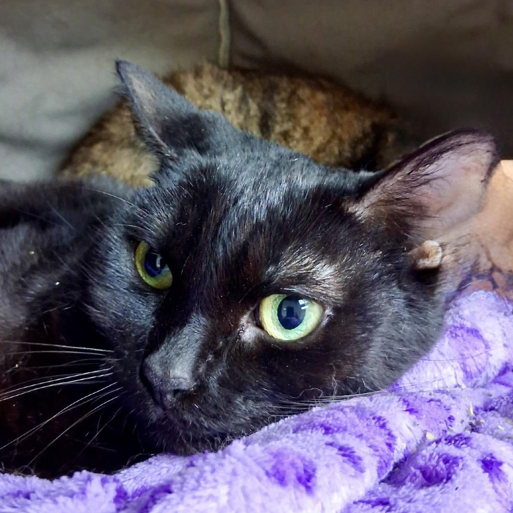 Enlarge Maci May, a Adoptable Domestic Short Hair in Lakeland, FL image 3/3