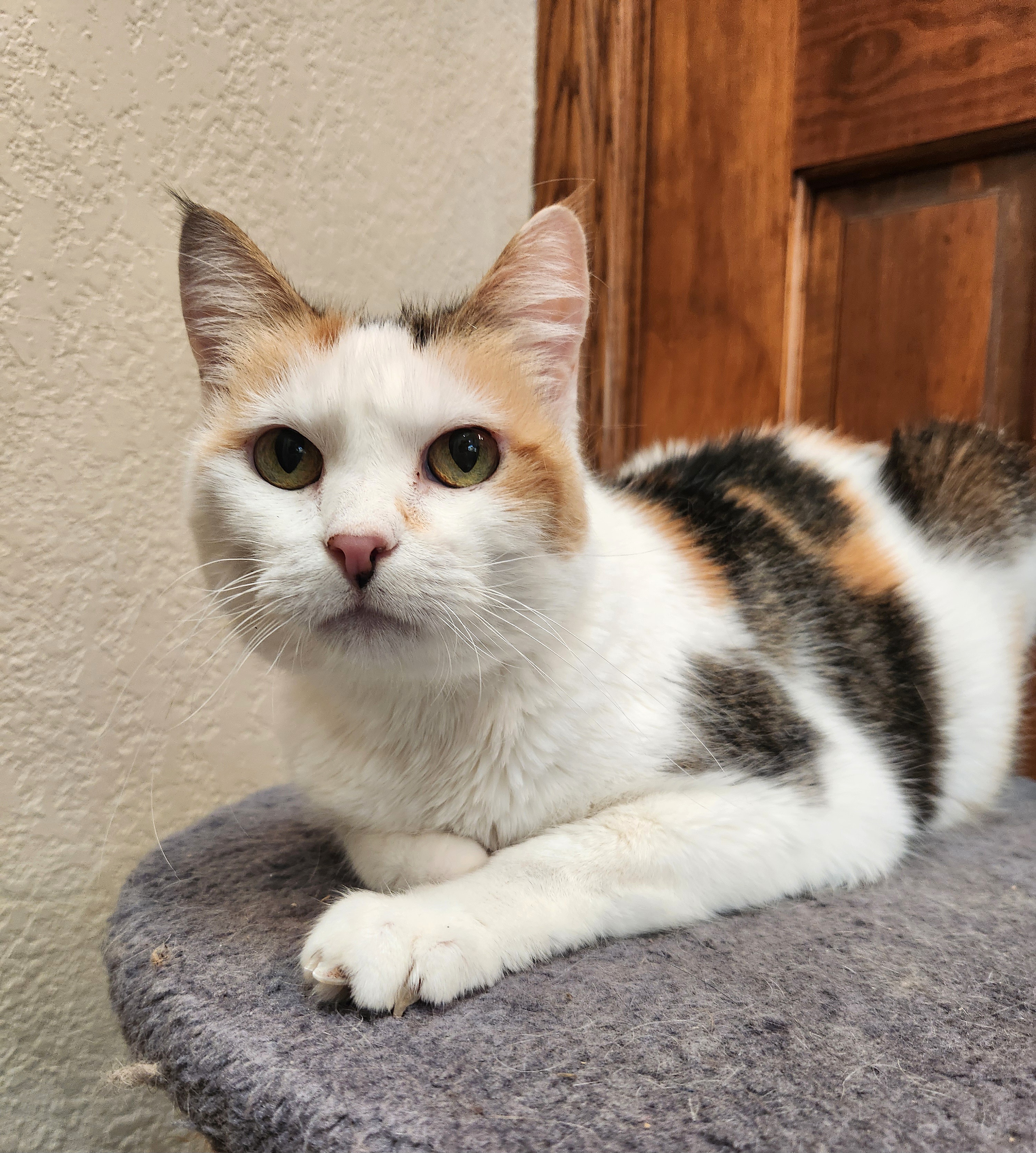 Patches, a Adoptable Calico in Oklahoma City, OK image 1/5