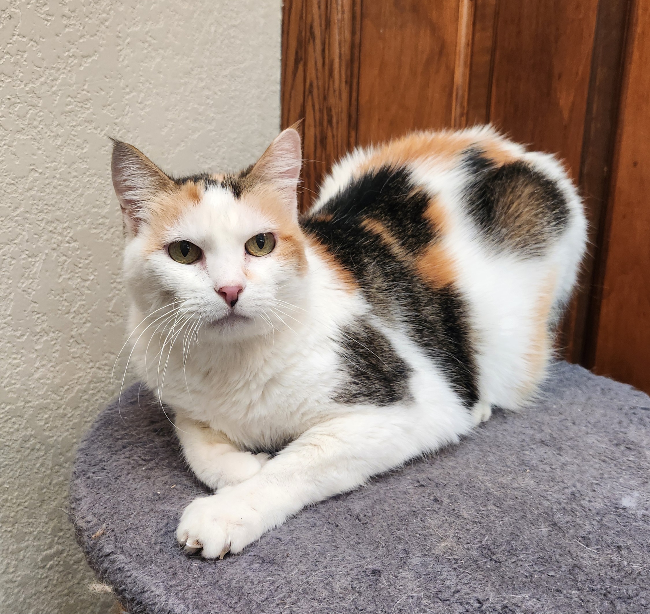 Patches, a Adoptable Calico in Oklahoma City, OK image 4/5