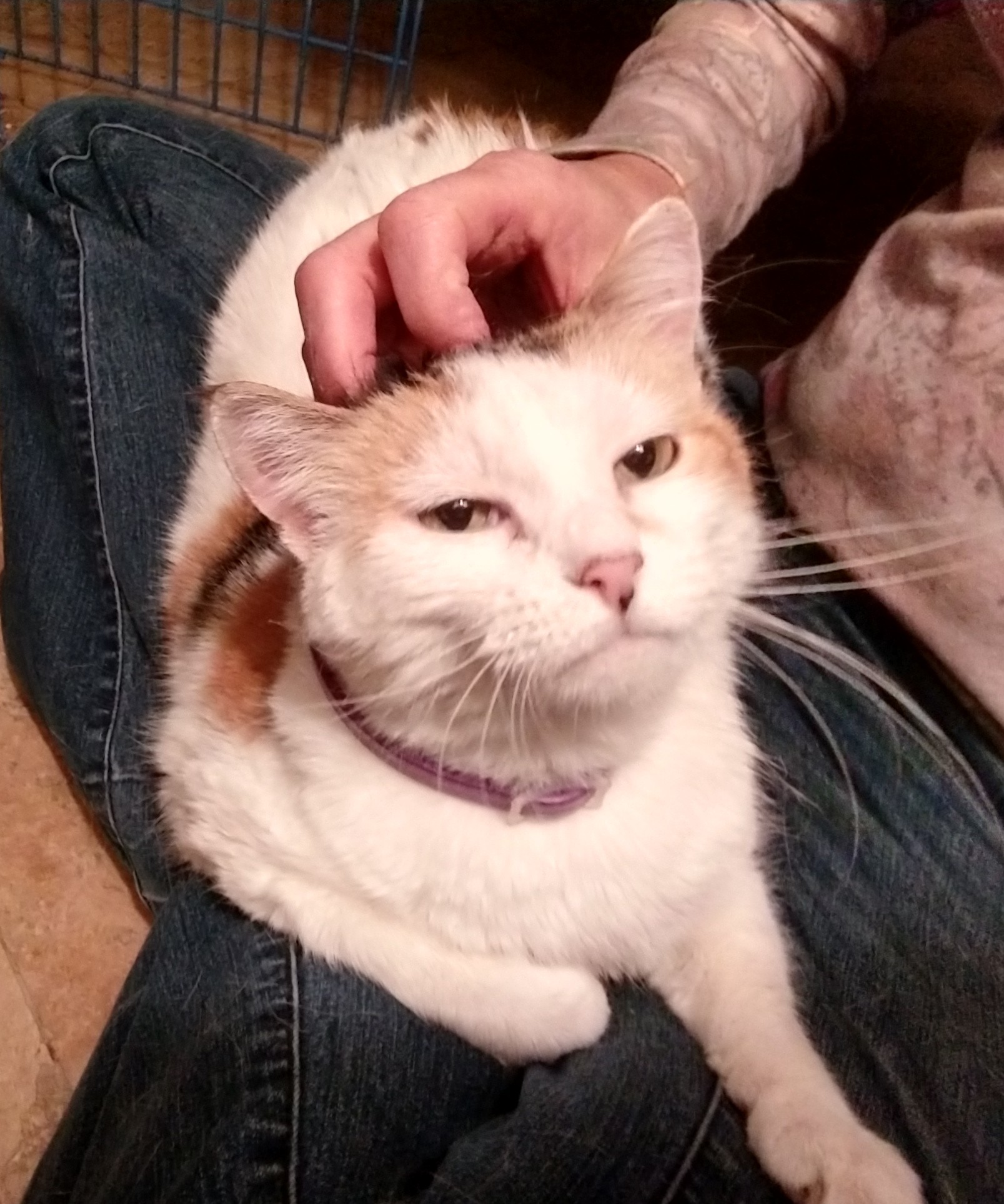 Patches, a Adoptable Calico in Oklahoma City, OK image 2/5