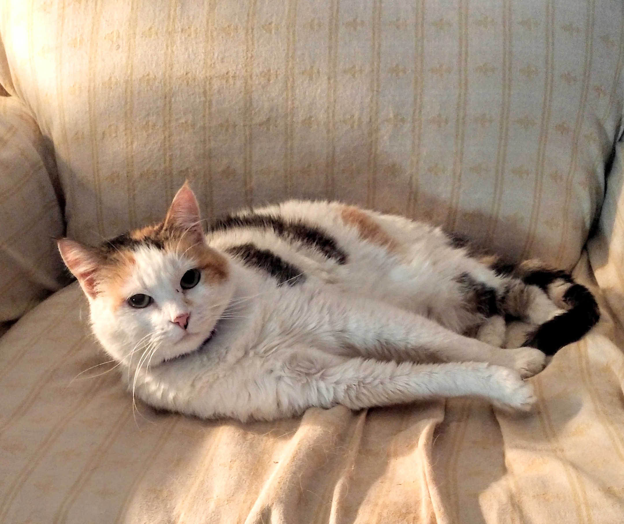 Patches, a Adoptable Calico in Oklahoma City, OK image 3/5