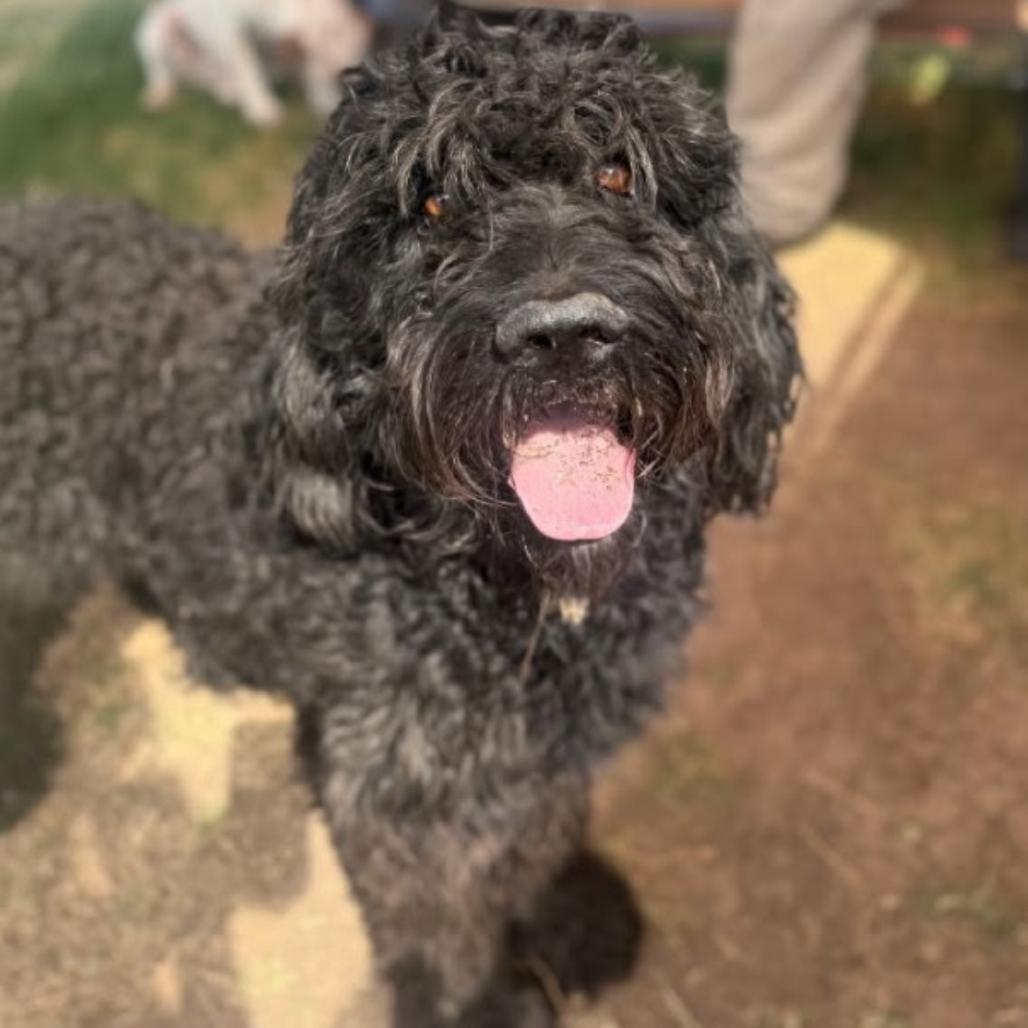 Enlarge Puff, a Adoptable mixed breed in Rockville, MD image 1/3