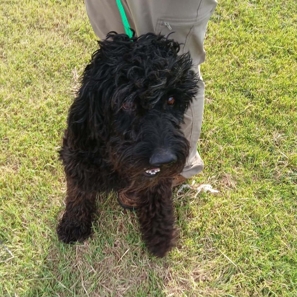 Enlarge Puff, a Adoptable mixed breed in Rockville, MD image 2/3