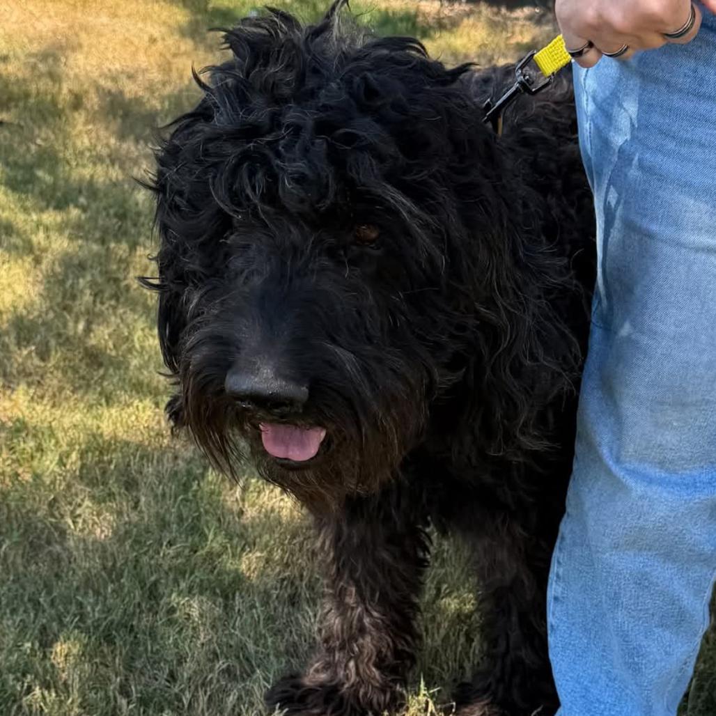 Enlarge Puff, a Adoptable mixed breed in Rockville, MD image 3/3