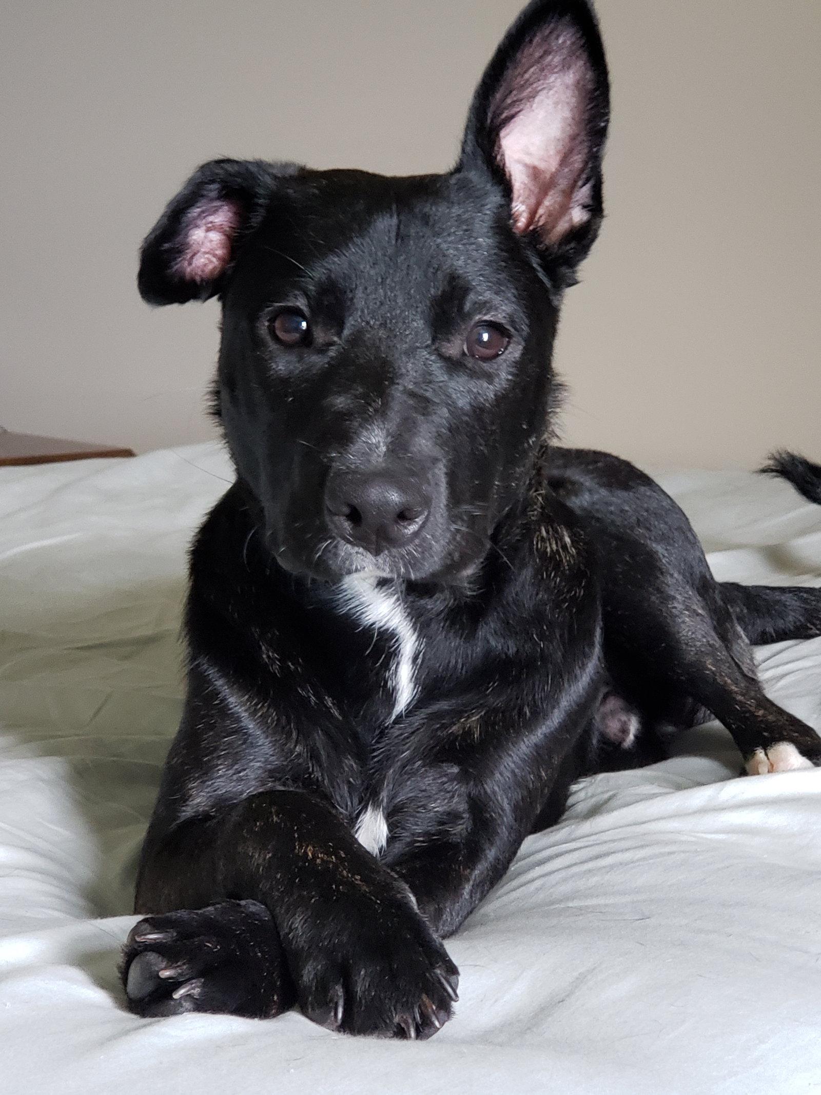 Enlarge Felix, a Adopted Mixed Breed in Bloomington, IL image 1/2