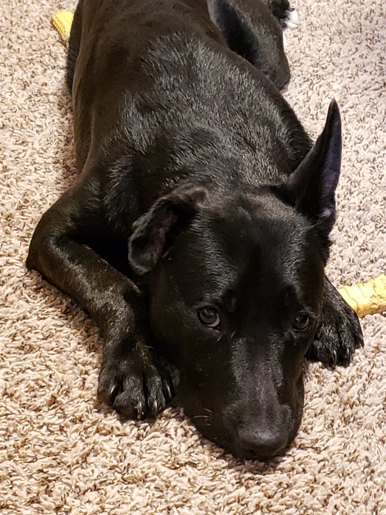 Felix, Adopted, Young Male Mixed Breed.