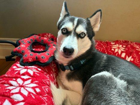 Enlarge Leia, an adopted Husky in Bedford Hills, NY image 4/6