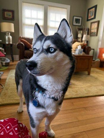 Enlarge Leia, an adopted Husky in Bedford Hills, NY image 3/6