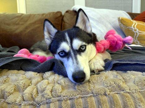 Enlarge Leia, an adopted Husky in Bedford Hills, NY image 1/6