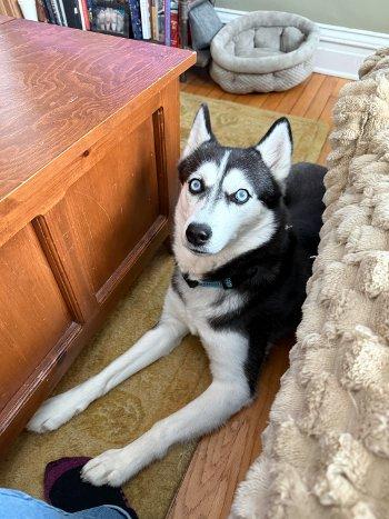 Enlarge Leia, an adopted Husky in Bedford Hills, NY image 6/6