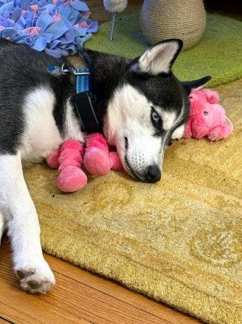 Enlarge Leia, an adopted Husky in Bedford Hills, NY image 5/6