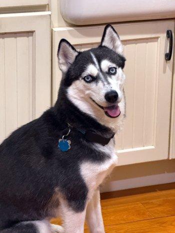 Enlarge Leia, an adopted Husky in Bedford Hills, NY image 2/6