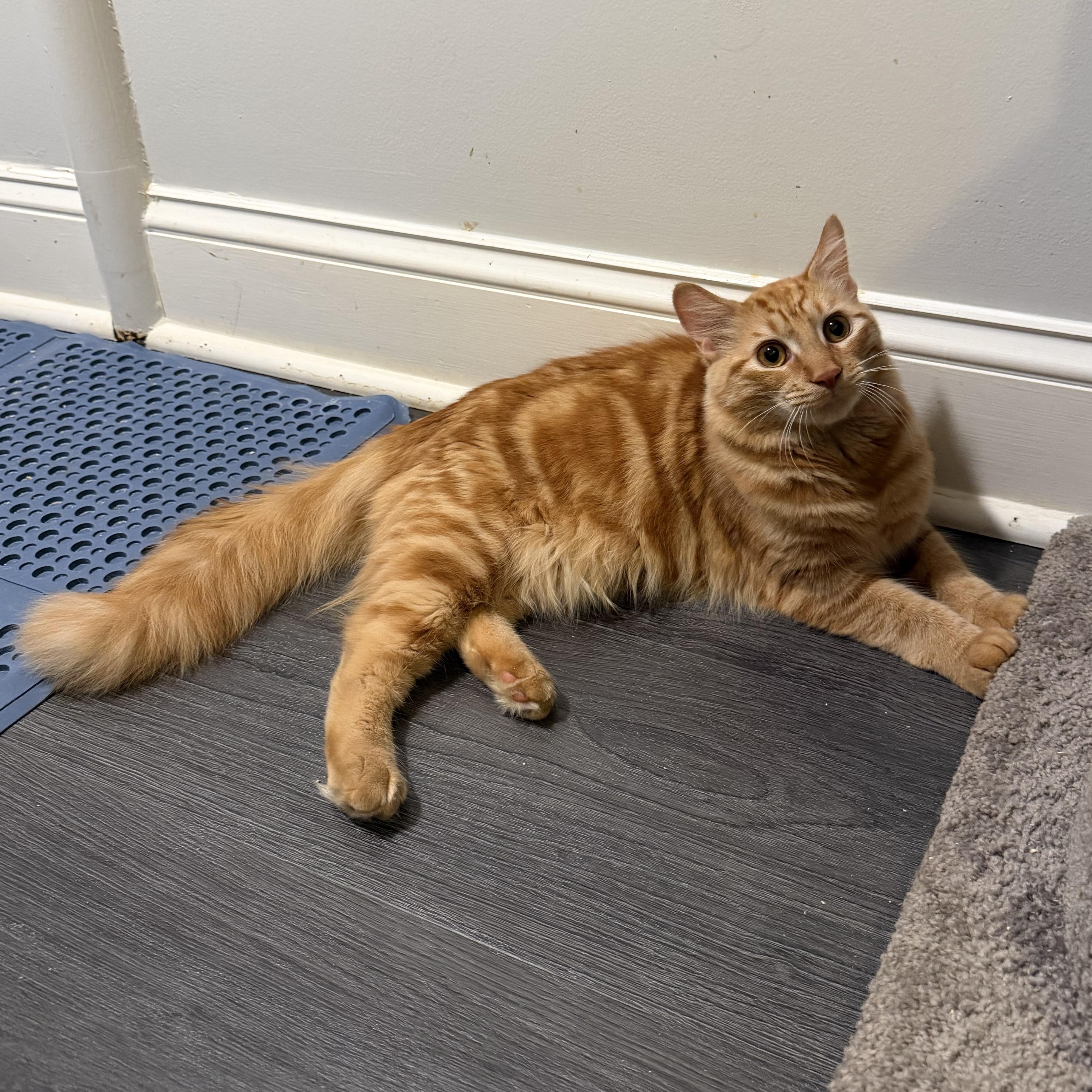 Enlarge JAX - ADOPTED, a Adoptable Domestic Medium Hair in Hamilton, NJ image 1/1