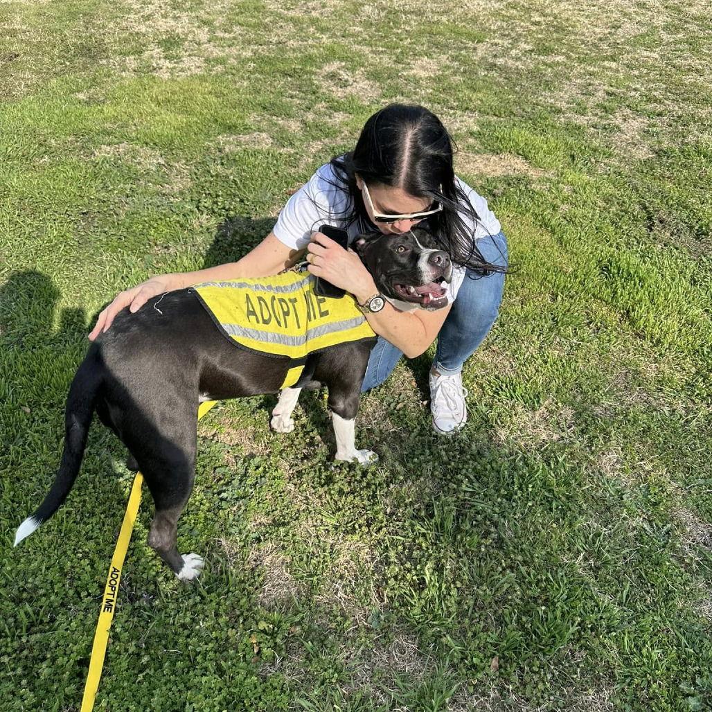 Melody, Adoptable, Adult Female Pit Bull Terrier.