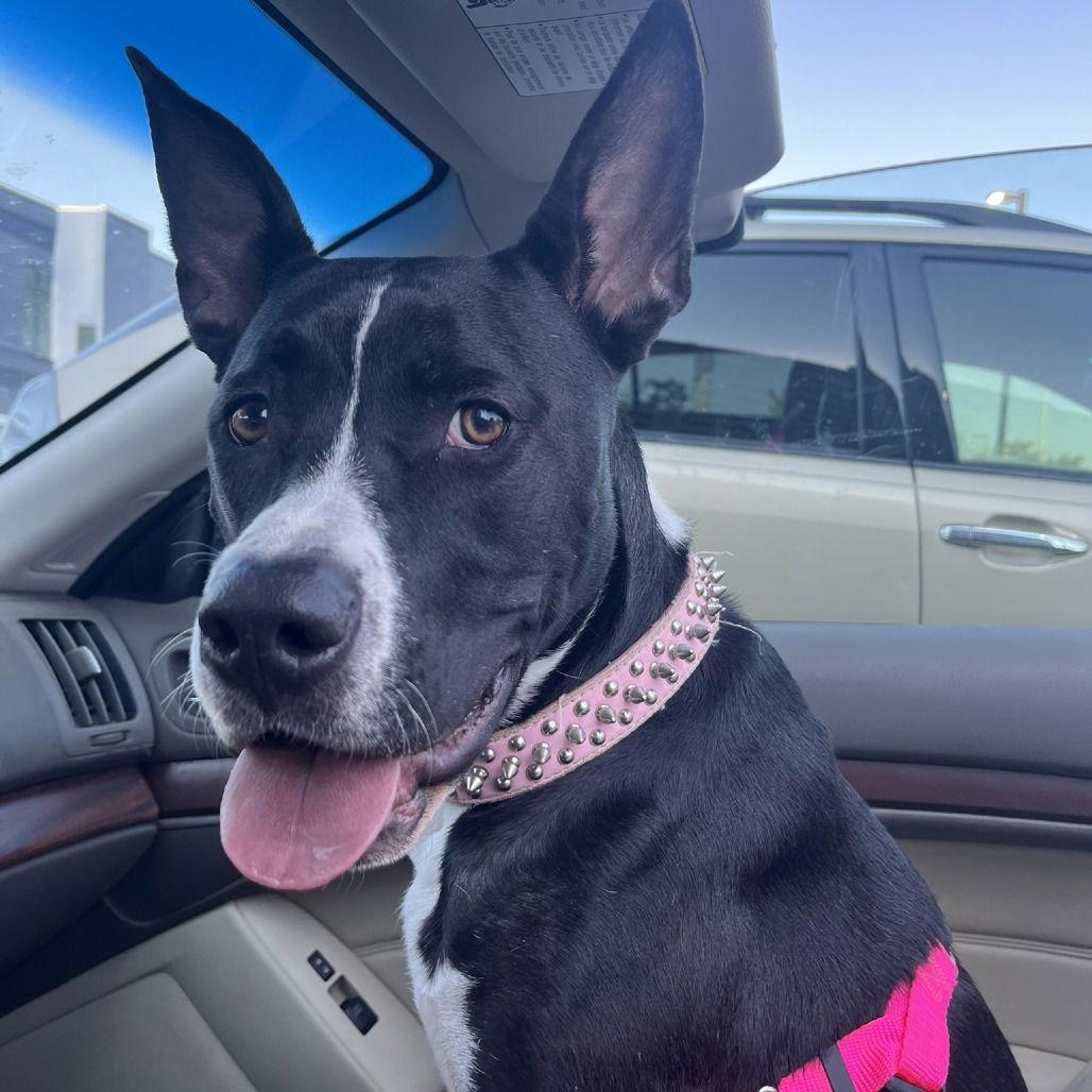 Enlarge Melody, a Adoptable Pit Bull Terrier in Dallas, TX image 2/3