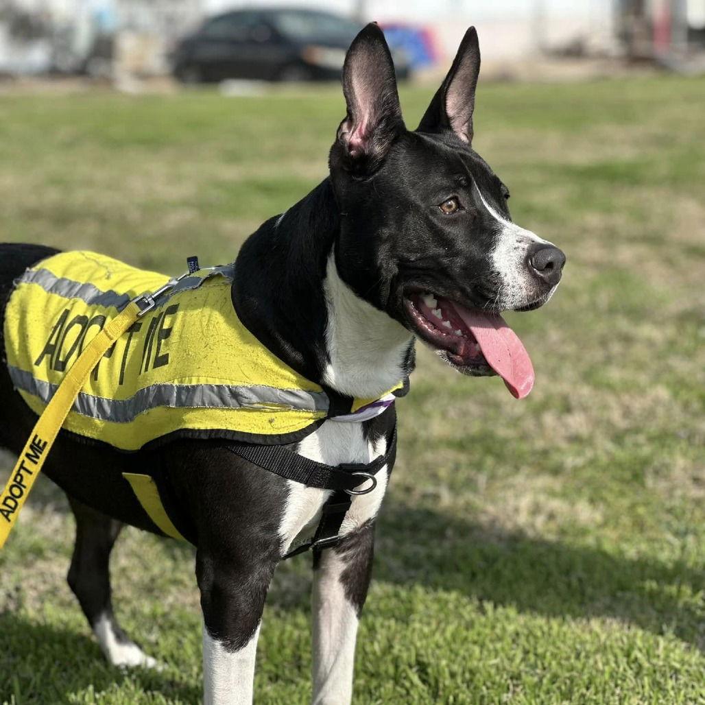Enlarge Melody, a Adoptable Pit Bull Terrier in Dallas, TX image 3/3