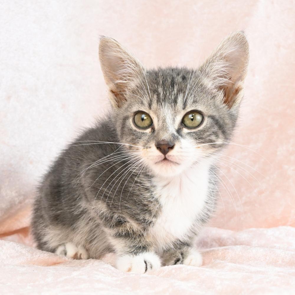 Hopper, a Adoptable Domestic Short Hair in Mobile, AL image 1/6
